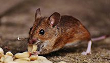 24 Hour & Emergency Exterminators in Nyc, NY